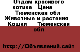 Отдам красивого котика › Цена ­ 1 - Тюменская обл. Животные и растения » Кошки   . Тюменская обл.